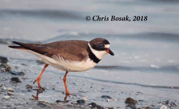 Photo by Chris Bosak A semi-palmated plover looks for food at Assateague Island National Seashore, Maryland, summer 2018.