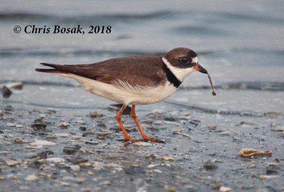 Photo by Chris Bosak  A semi-palmated plover looks for food at Assateague Island National Seashore, Maryland, summer 2018.