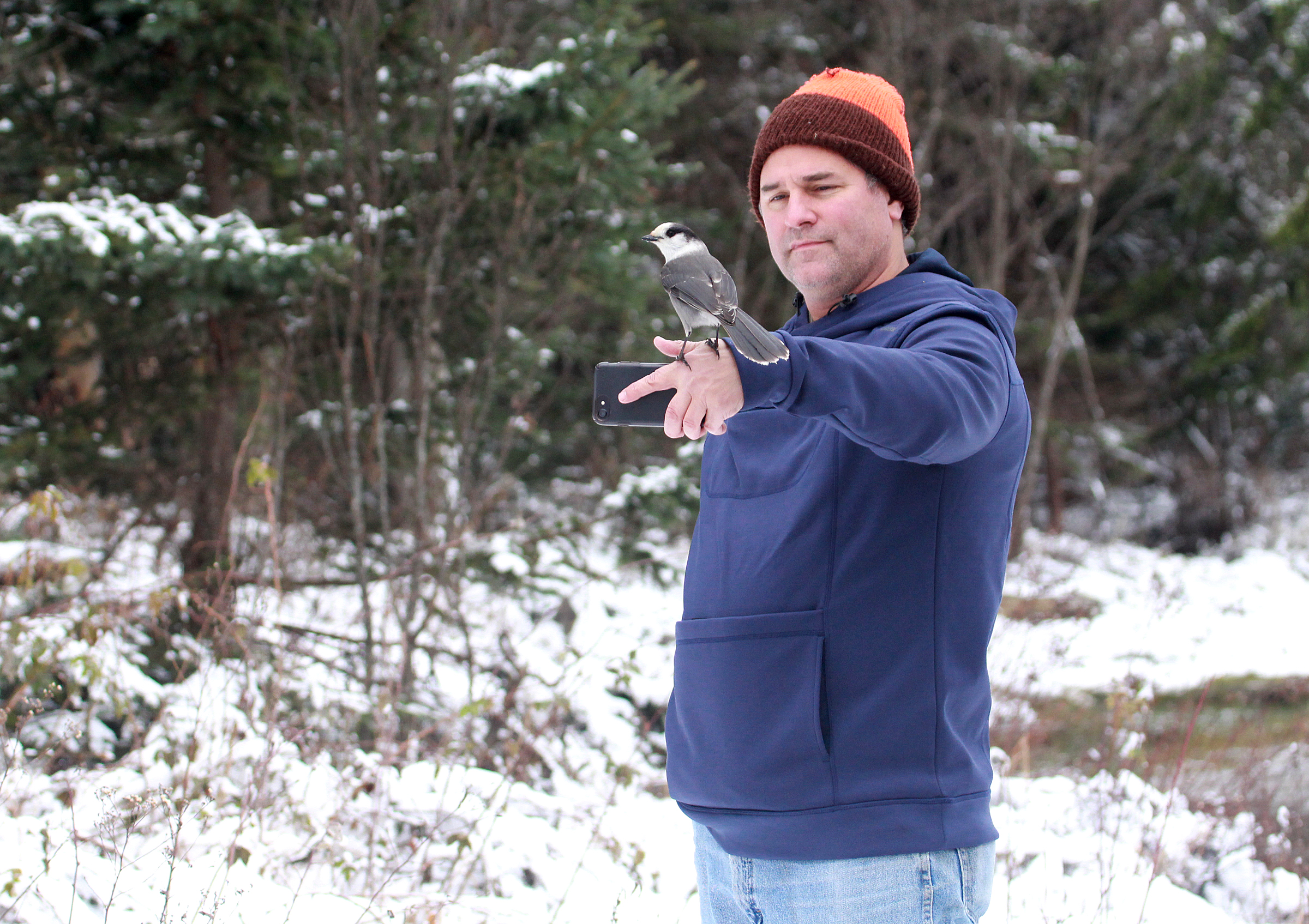 Photo by Savanna Buri A bold gray jay in Pittsburg, N.H., November 2018.