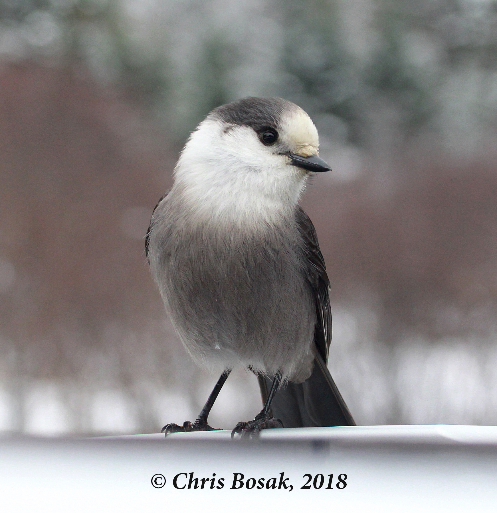 Photo by Chris Bosak  A gray jay perches on the roof of a car in Pittsburg, N.H., November 2018.