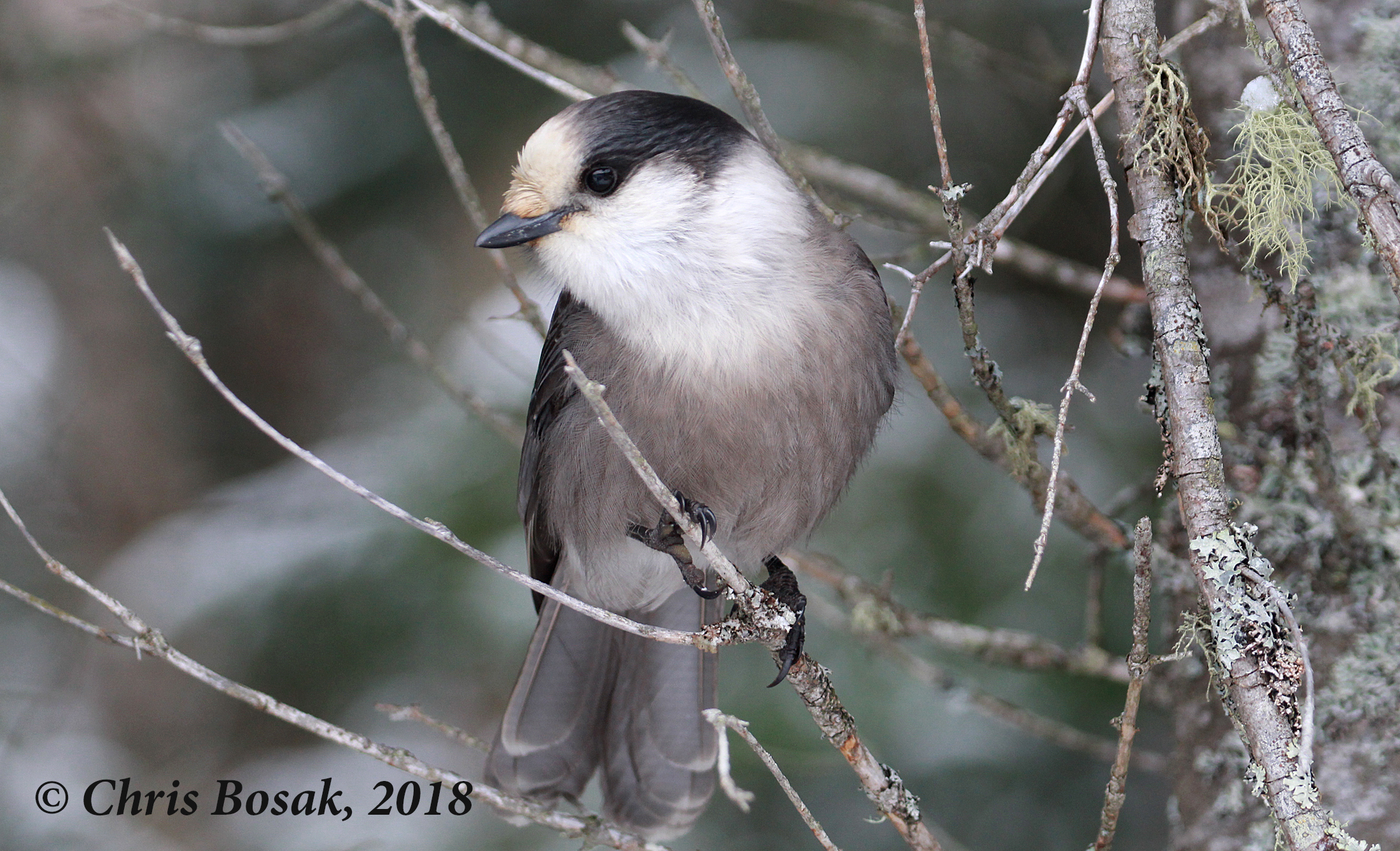 Photo by Chris Bosak  A gray jay perches in a tree in Pittsburg, N.H., November 2018.