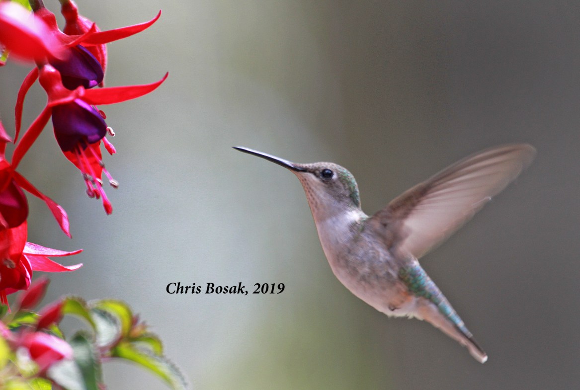 A few yard visitors, part II | Birds of New England.com