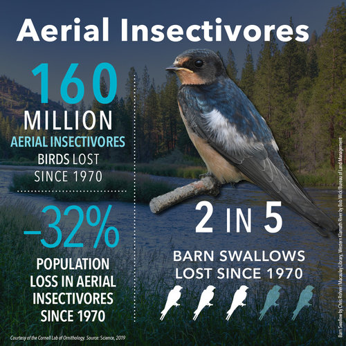 BirdDeclines-aerial-insectivores.jpg