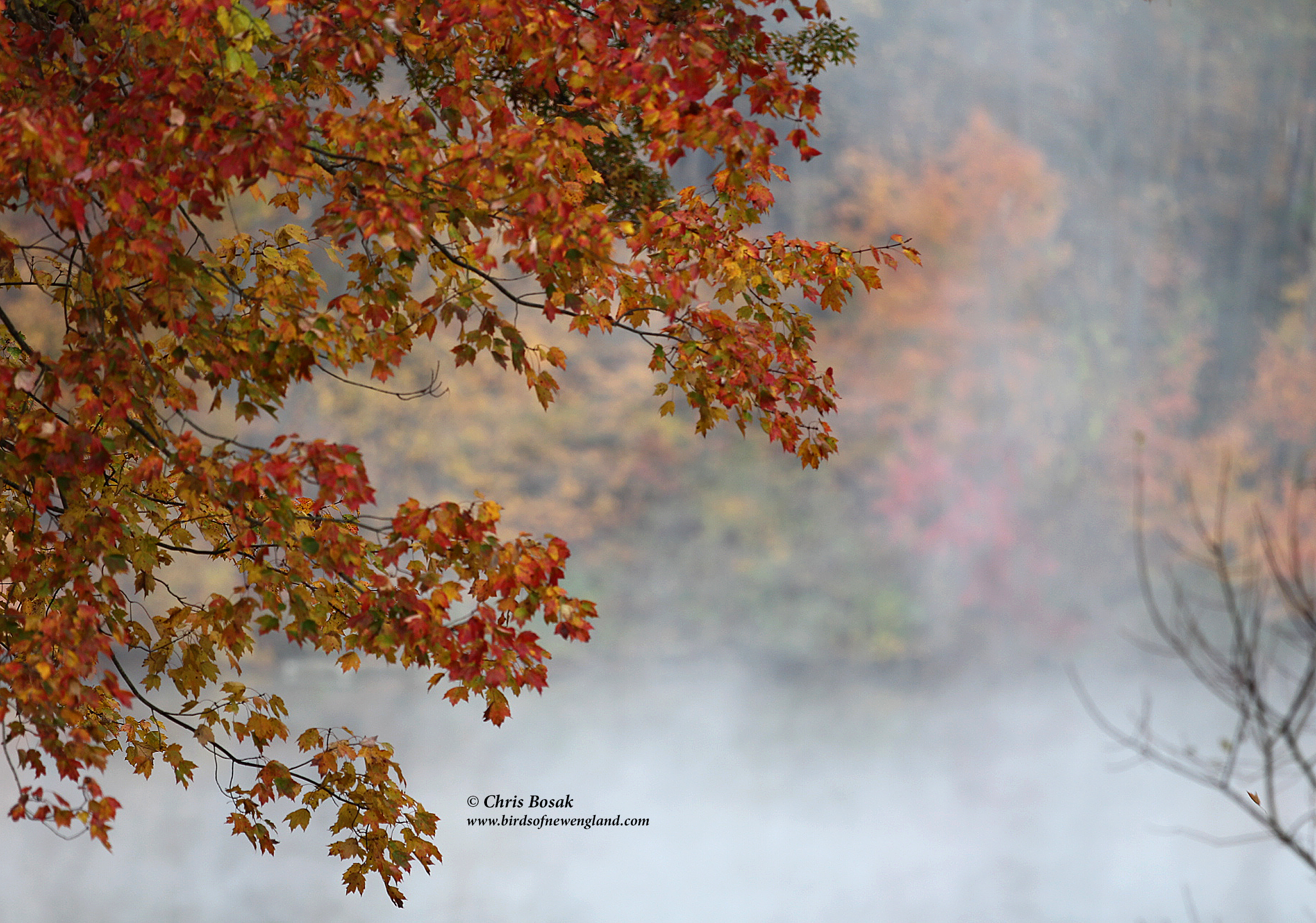 Fall scenics on a dreary day | Birds of New England.com