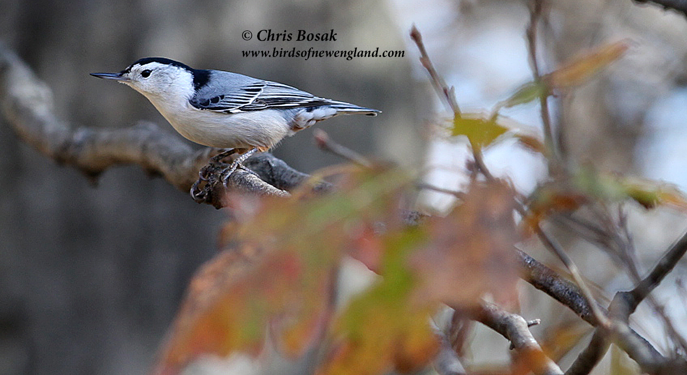 bird whiteページ For the Birds: Migrating white-breasted nuthatches | Birds of New