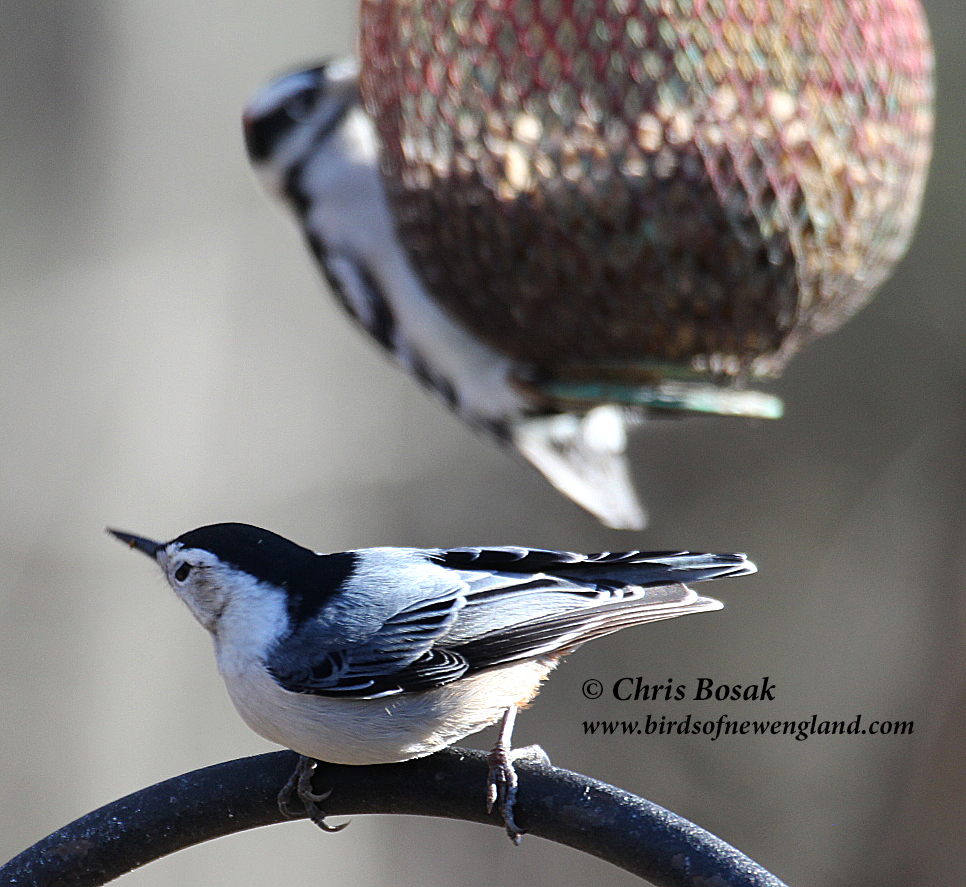 Just a typical day in the backyard | Birds of New England.com