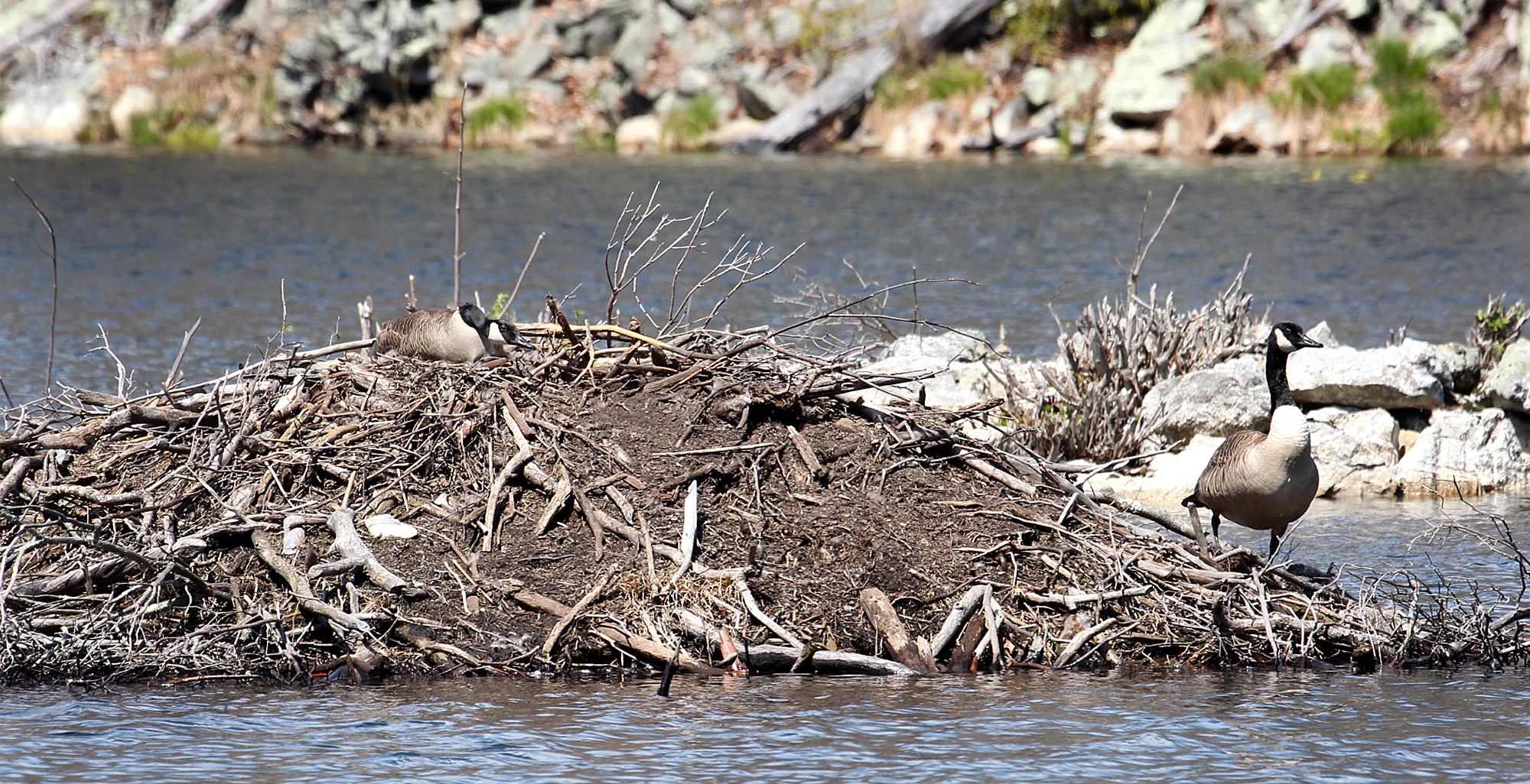 For the Birds: Beavers helping geese | Birds of New England.com