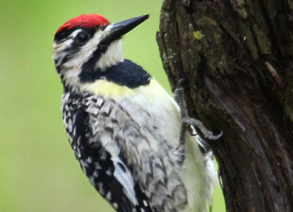 Woodpeckers | Birds of New England.com