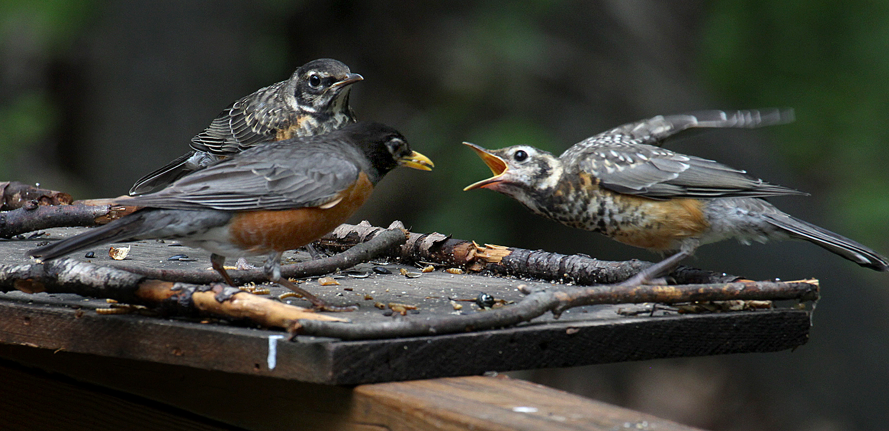 Robin Bird Eating Rice robin feeding young | Birds of New England.com