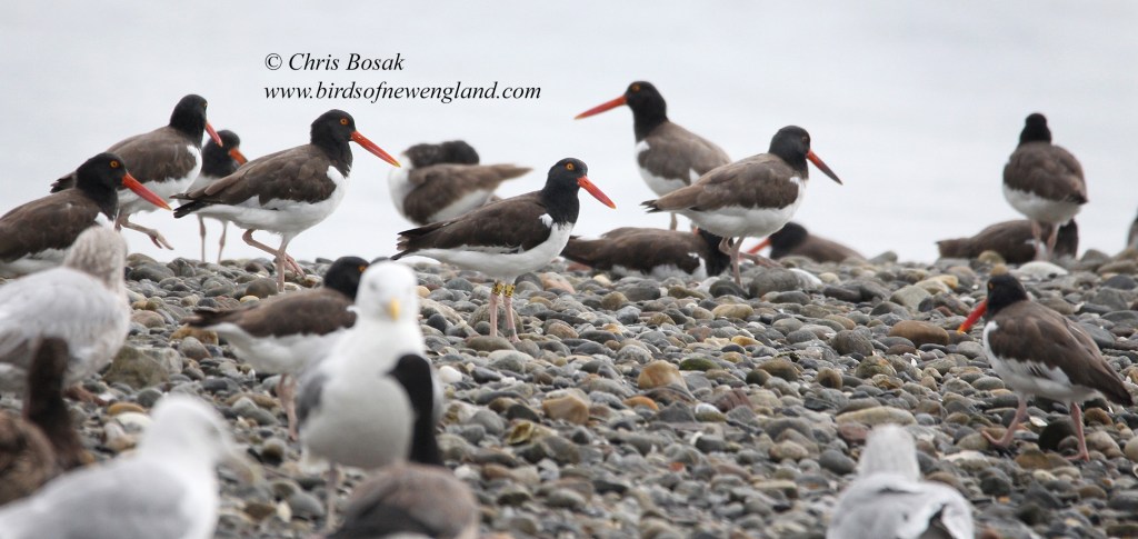birds-of-new-england-new-england-wildlife-photos-and-stories