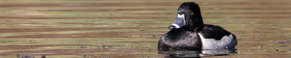 Birds of New England.com