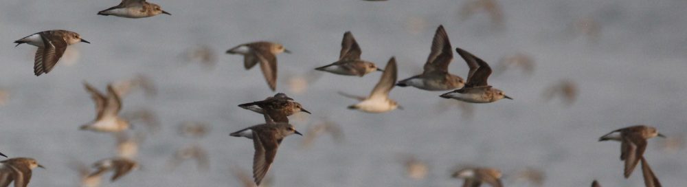 Birds of New England.com