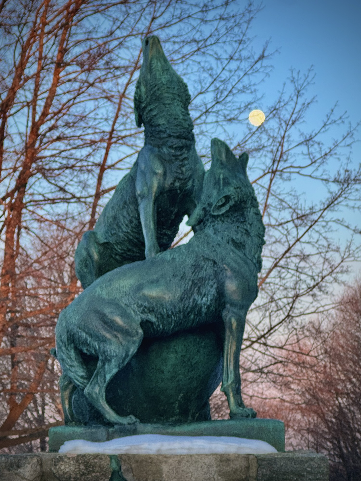 Howling at the moon | Birds of New England.com